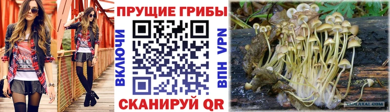 Галлюциногенные грибы прущие грибы Сунжа